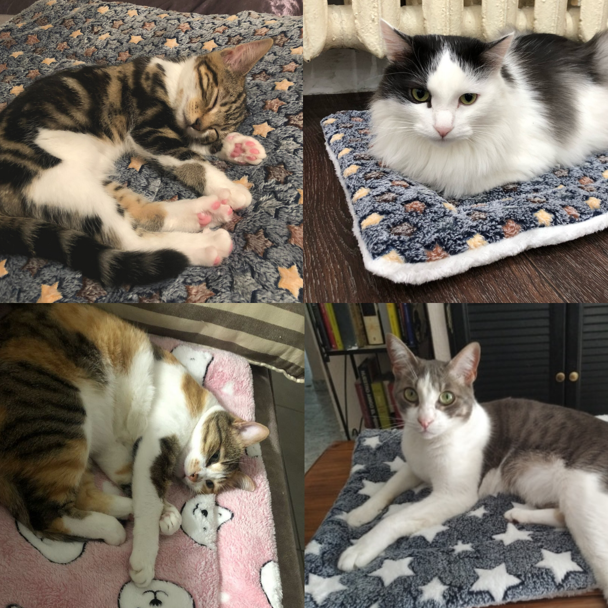 (Early Christmas Sale- SAVE 48% OFF)Calming Cat Blanket - Ternitly