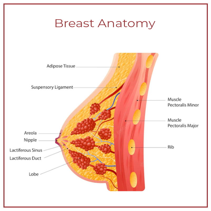 LiftUp Microcurrent BreastPlump Massager