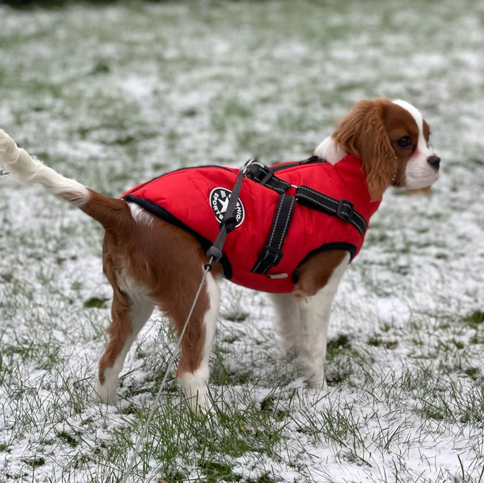 LuluPawz 3 in 1 Canadian Coat™