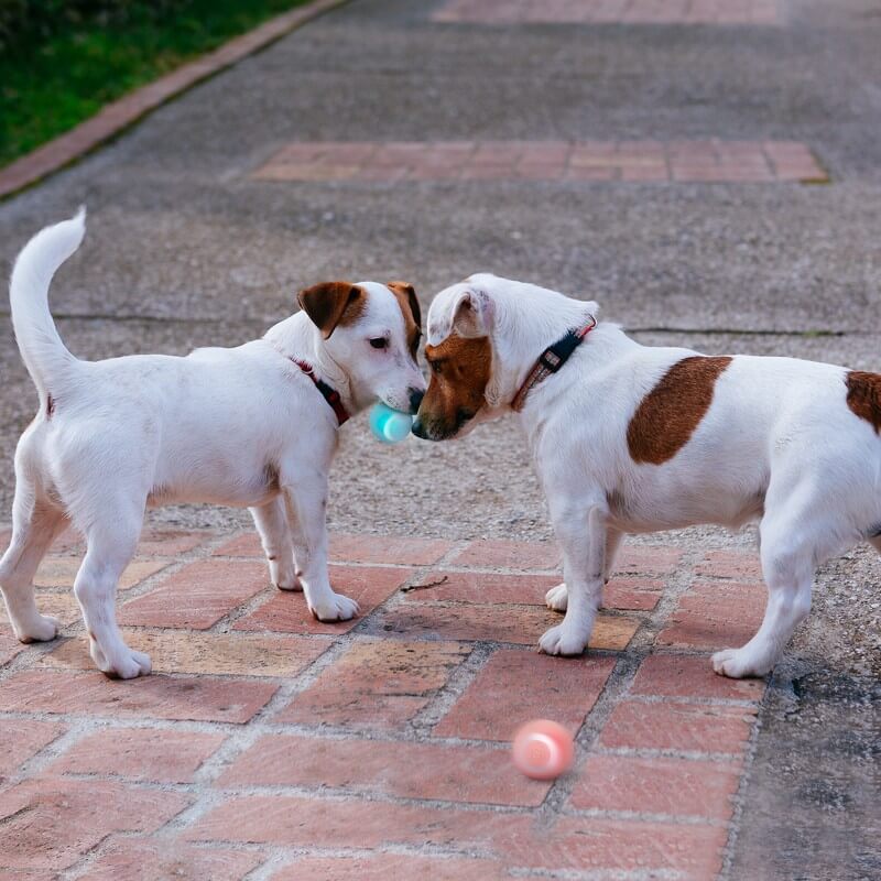 PlayPup Self-Moving Ball