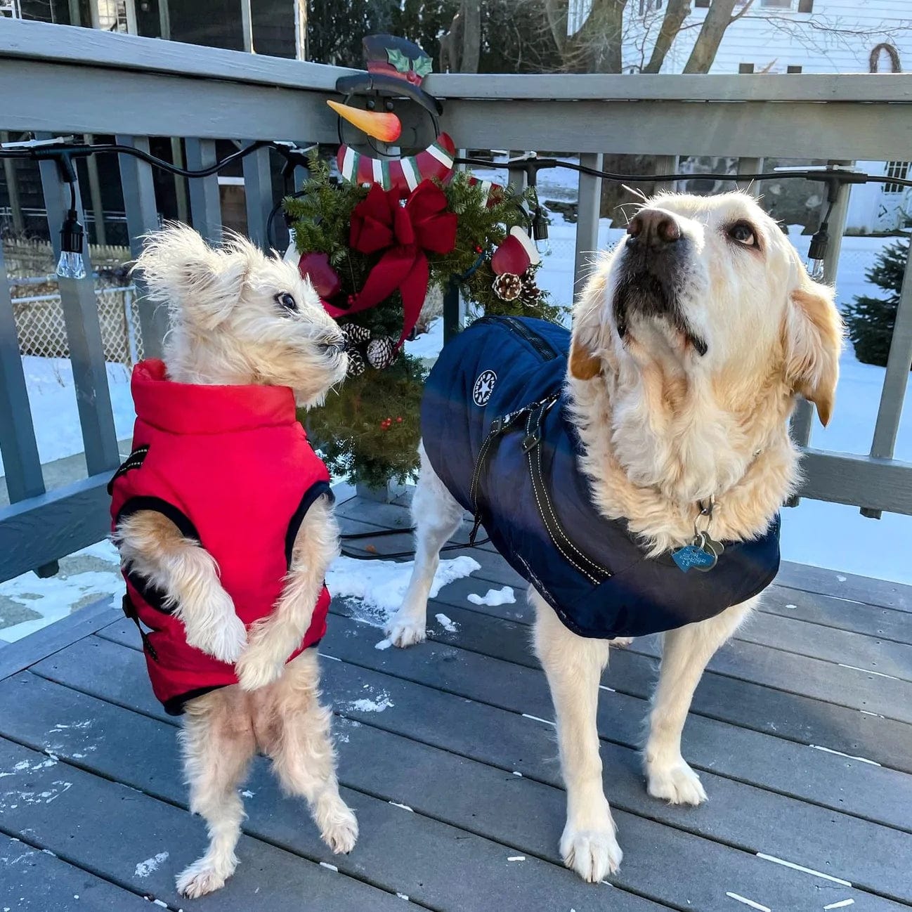 Puppy Puffer Insulated Jacket for Dogs of All Sizes – 2022 Winter Sale