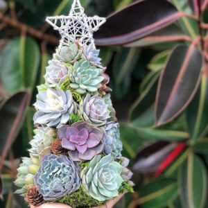 Succulent Christmas Tree