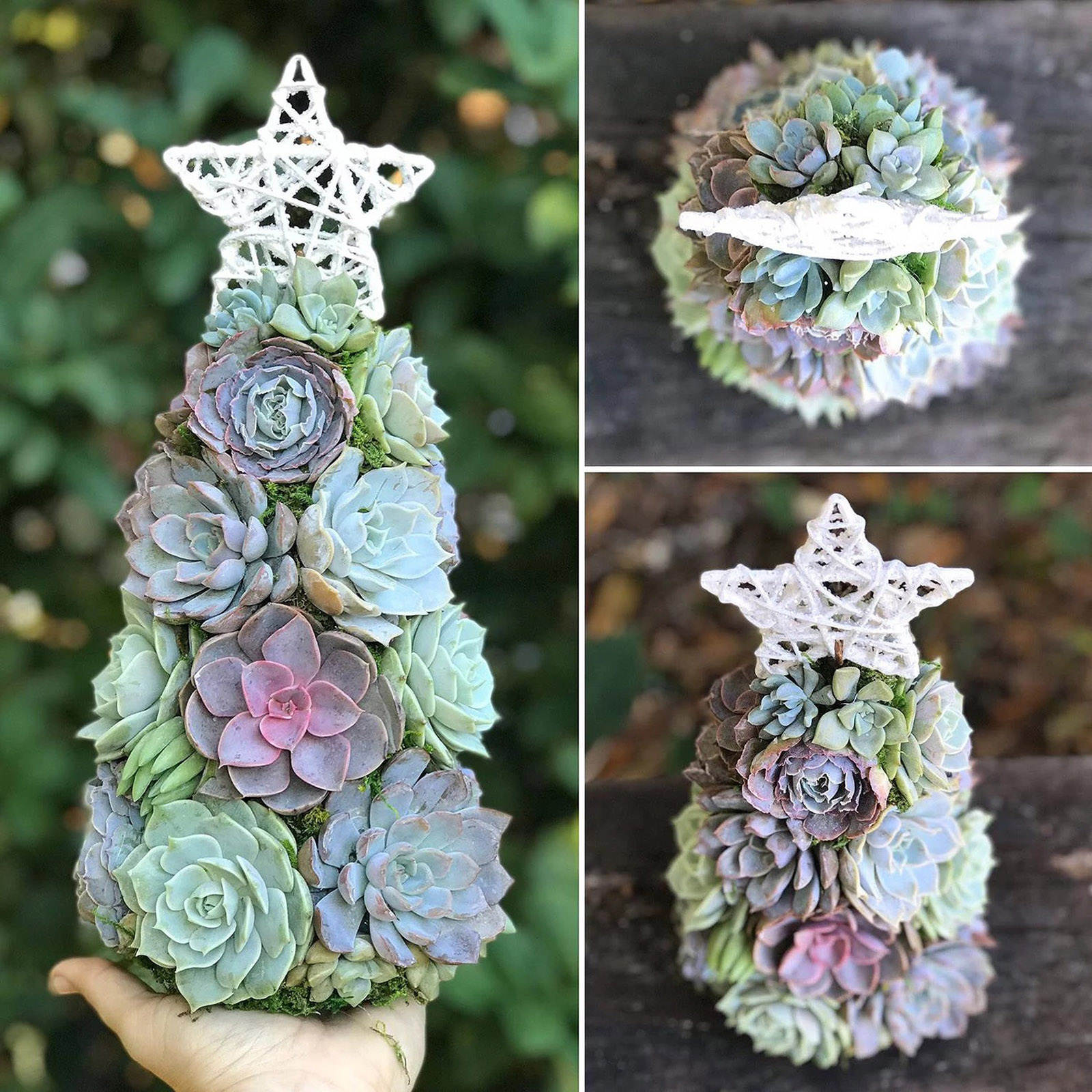 Succulent Christmas Tree