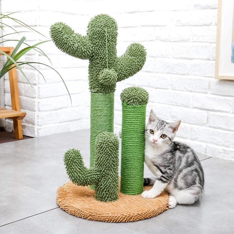 The award winning scratching cactus