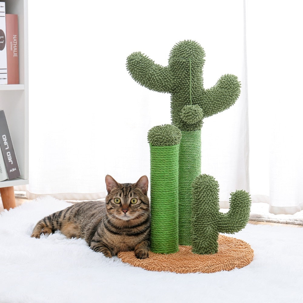 The award winning scratching cactus