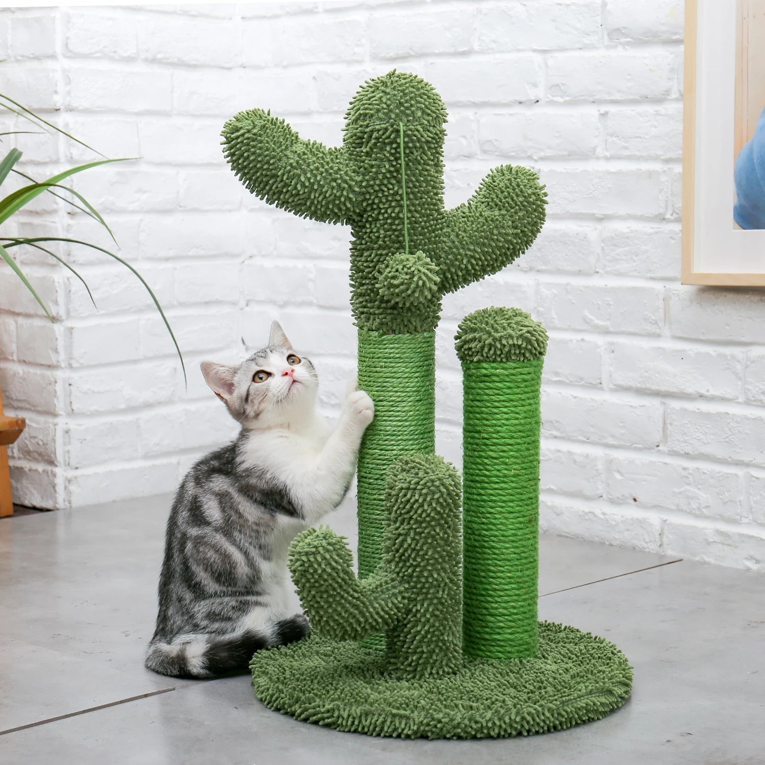 The award winning scratching cactus