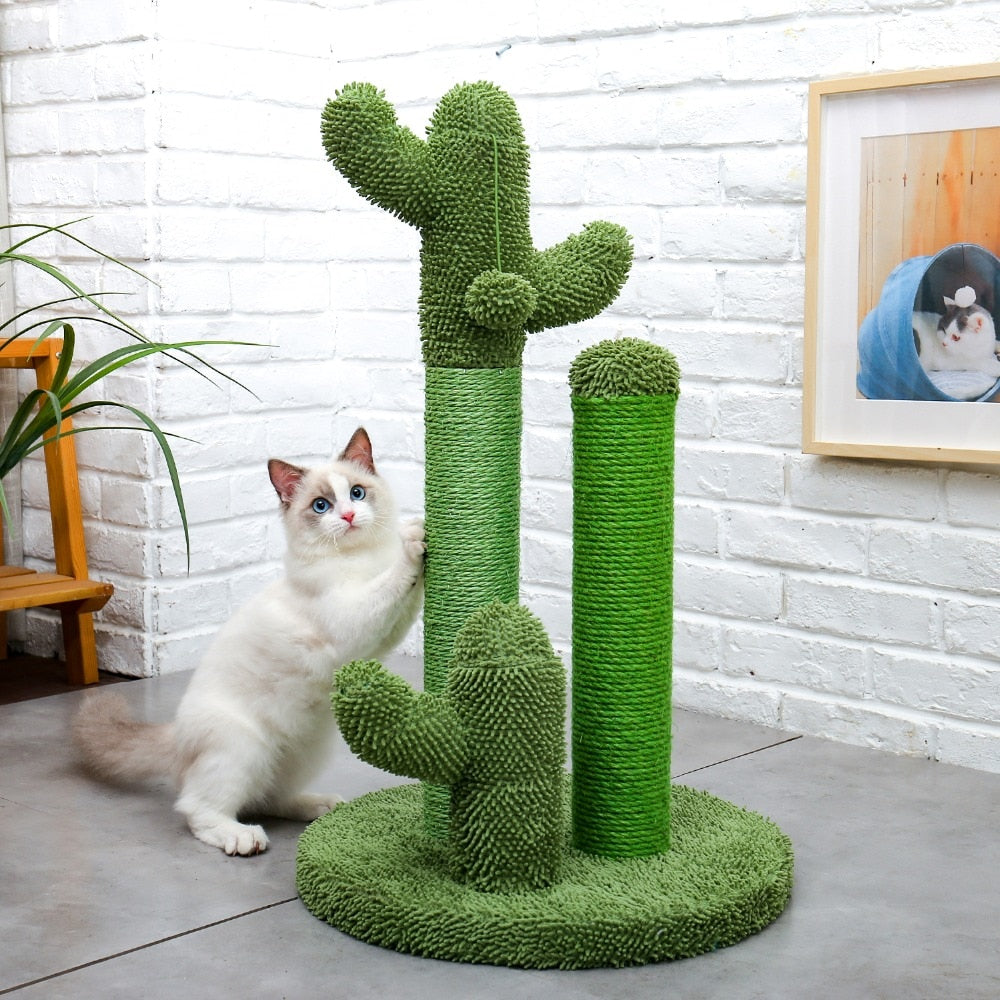 The award winning scratching cactus