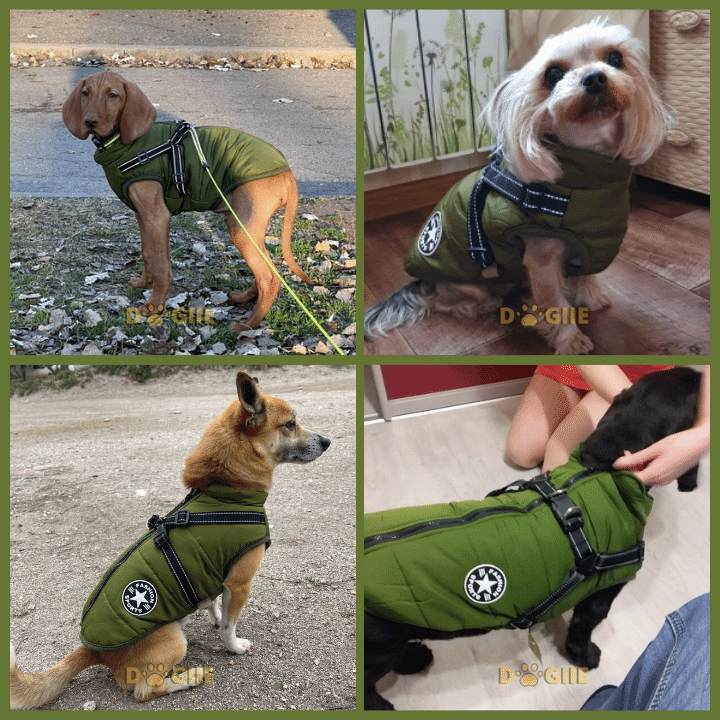 Waterproof Winter Dog Jacket with Built-in Harness