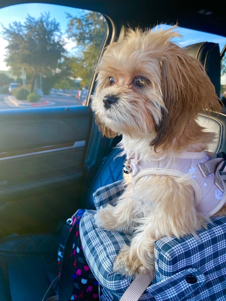 (LAST DAY PROMOTION 75% OFF) - UTOPICA PET CARPOOL SEAT