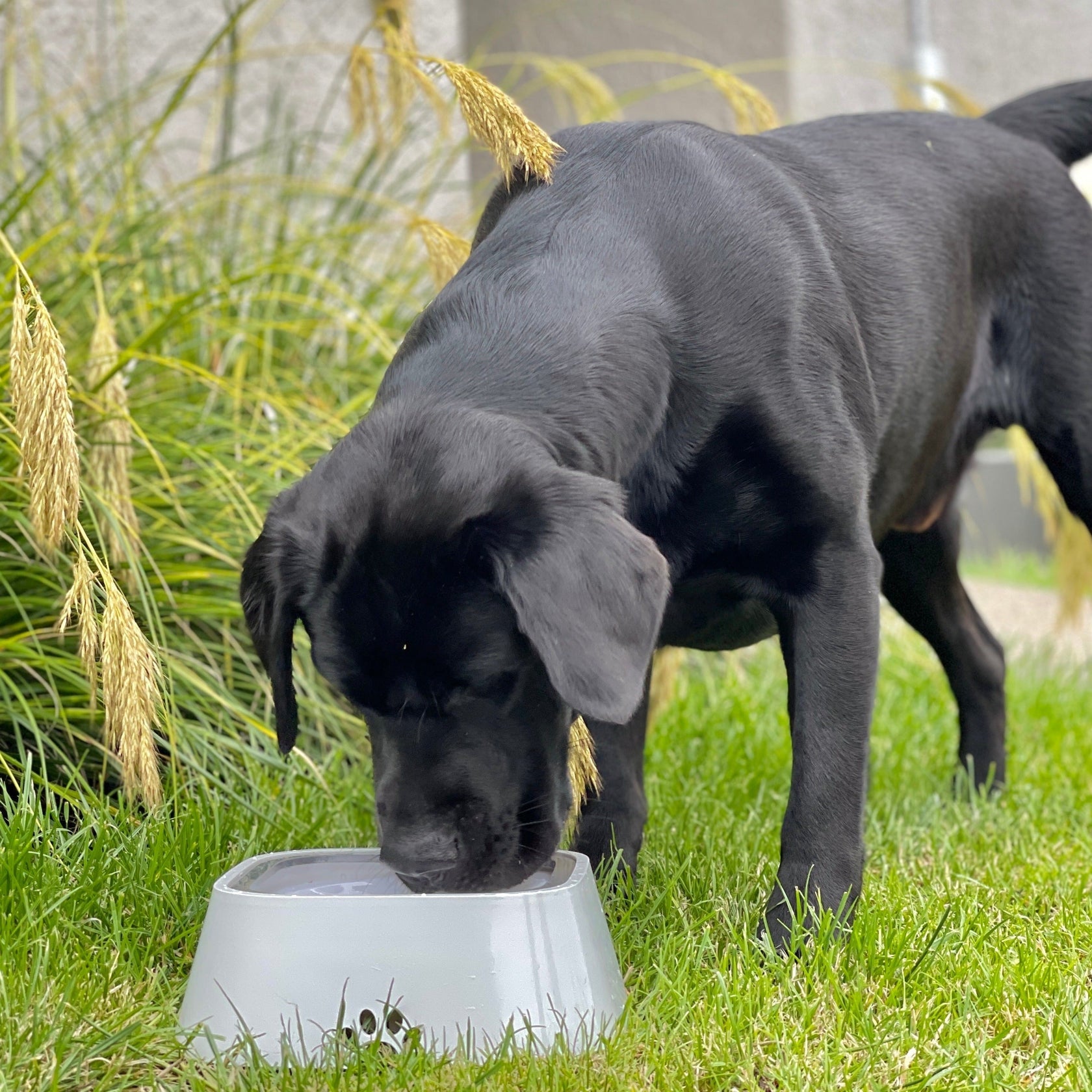 The Original PupBowl