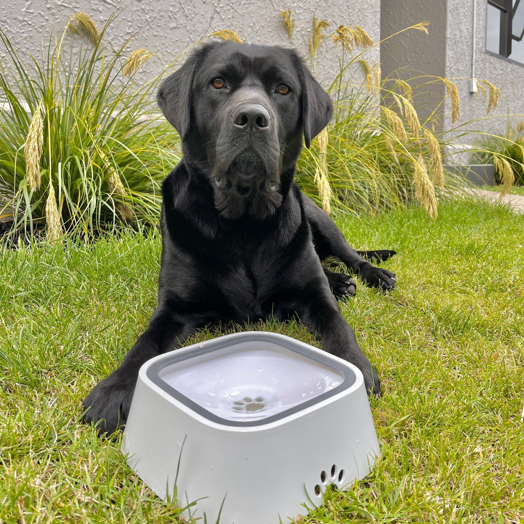 The Original PupBowl