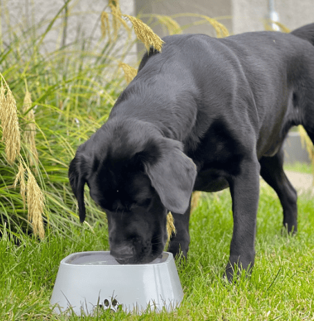 2023 Hot Sale-Pet Water Bowl Splash-proof Not Wet Mouth Can Be Car Anti-flip Waterer(49% OFF)