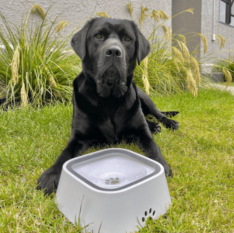 2023 Hot Sale-Pet Water Bowl Splash-proof Not Wet Mouth Can Be Car Anti-flip Waterer(49% OFF)