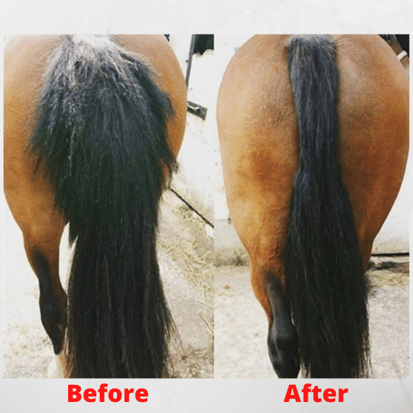 (45% OFF-Last 2 Days Promotion) Equine Care Mane & Tail Grooming Rake