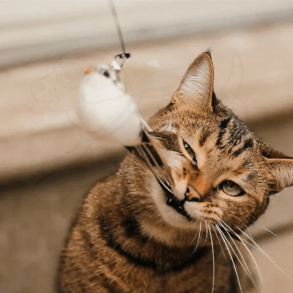 Discreet Pets Bird Simulation Cat Toy Set