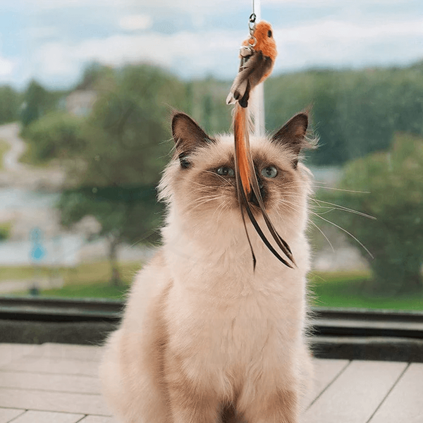 Discreet Pets Bird Simulation Cat Toy Set