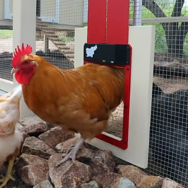 LAST DAY 49% OFF - Automatic Chicken Coop Door