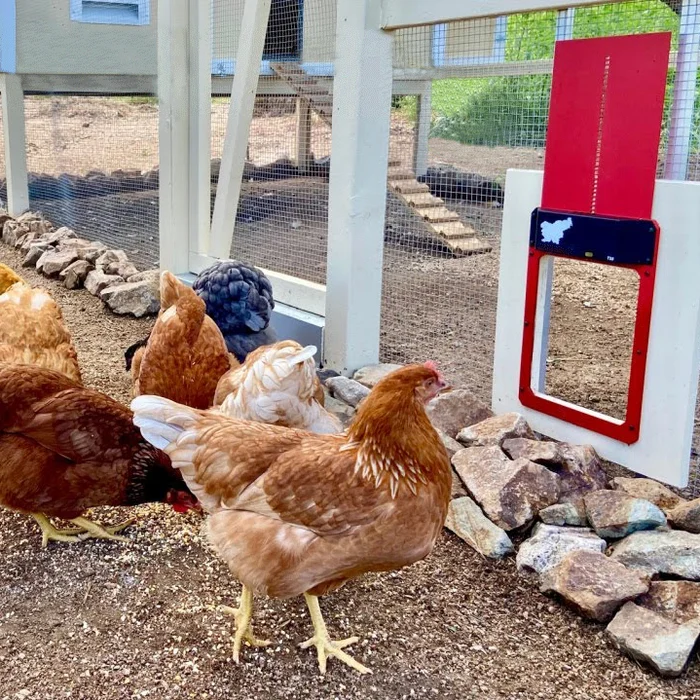 LAST DAY 49% OFF - Automatic Chicken Coop Door