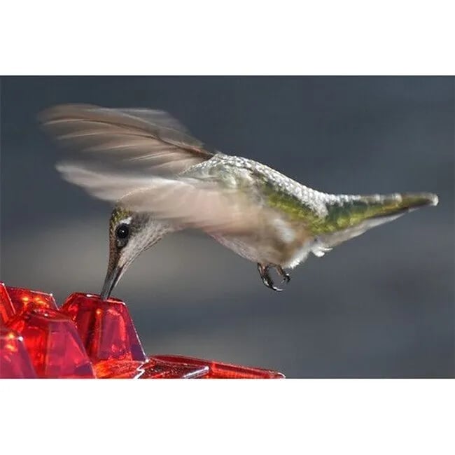 Solar Grass LAST DAY 49% OFF-MARY'S HUMMINGBIRD FEEDER WITH PERCH