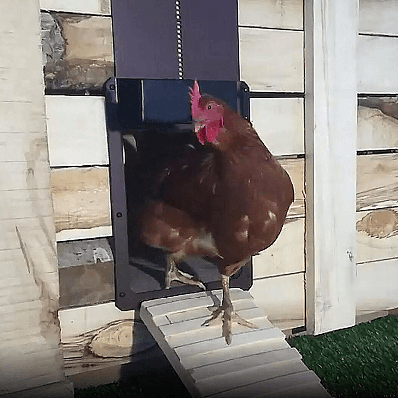 Poultry Farm Automatic Chicken House Door