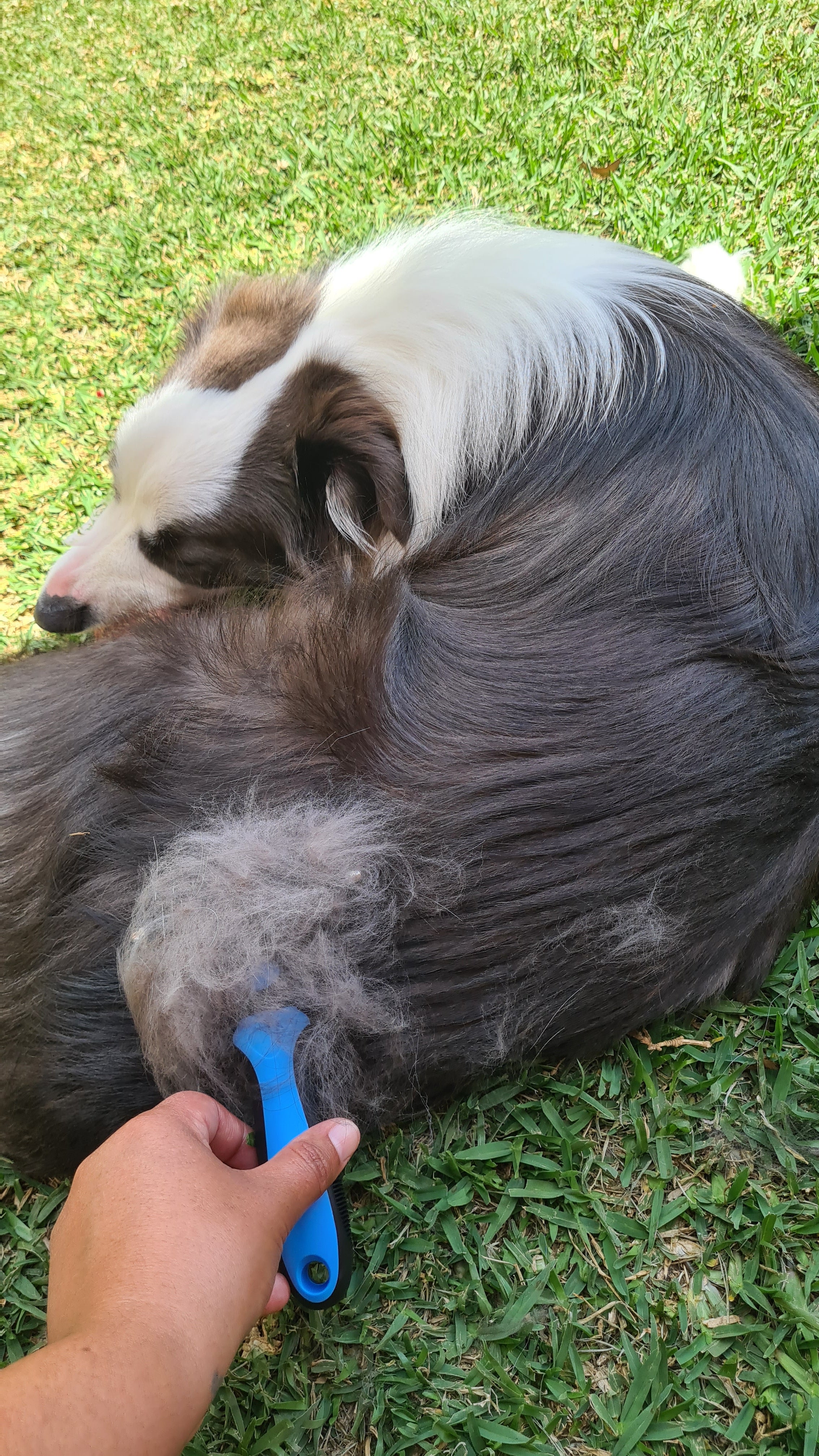 Professional Grooming & Deshedding Comb - Removes Tangled & Matted Fur!