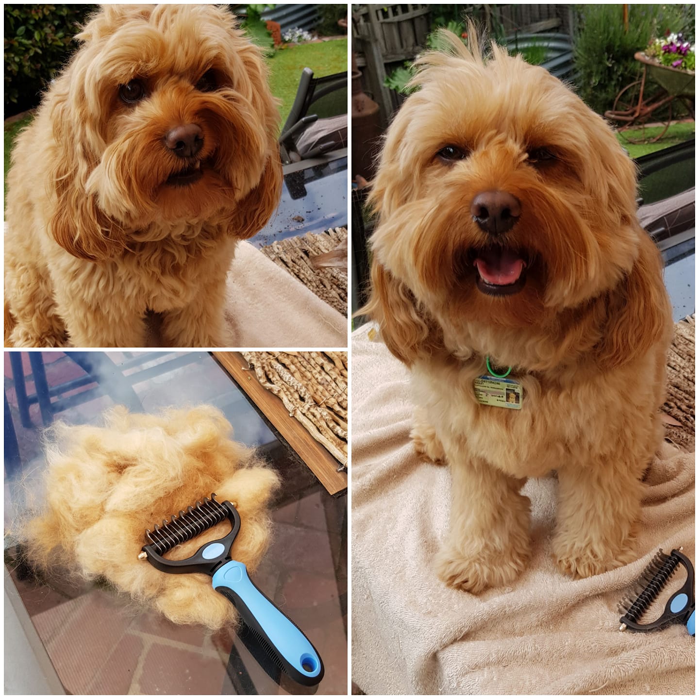 Professional Grooming & Deshedding Comb - Removes Tangled & Matted Fur!