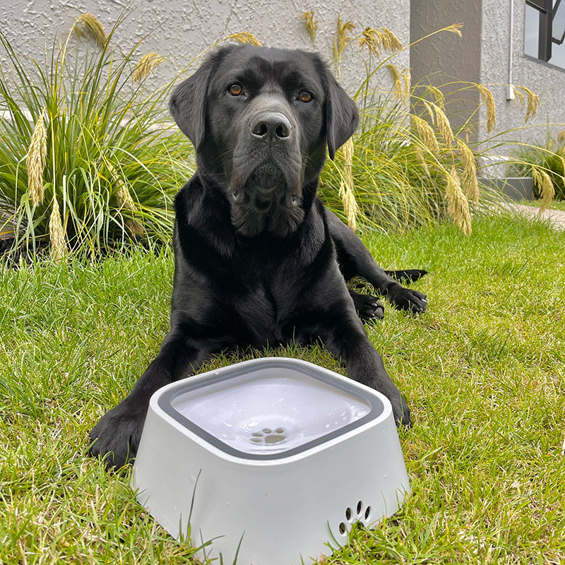 SmileyFox SpillStopper Water Bowl