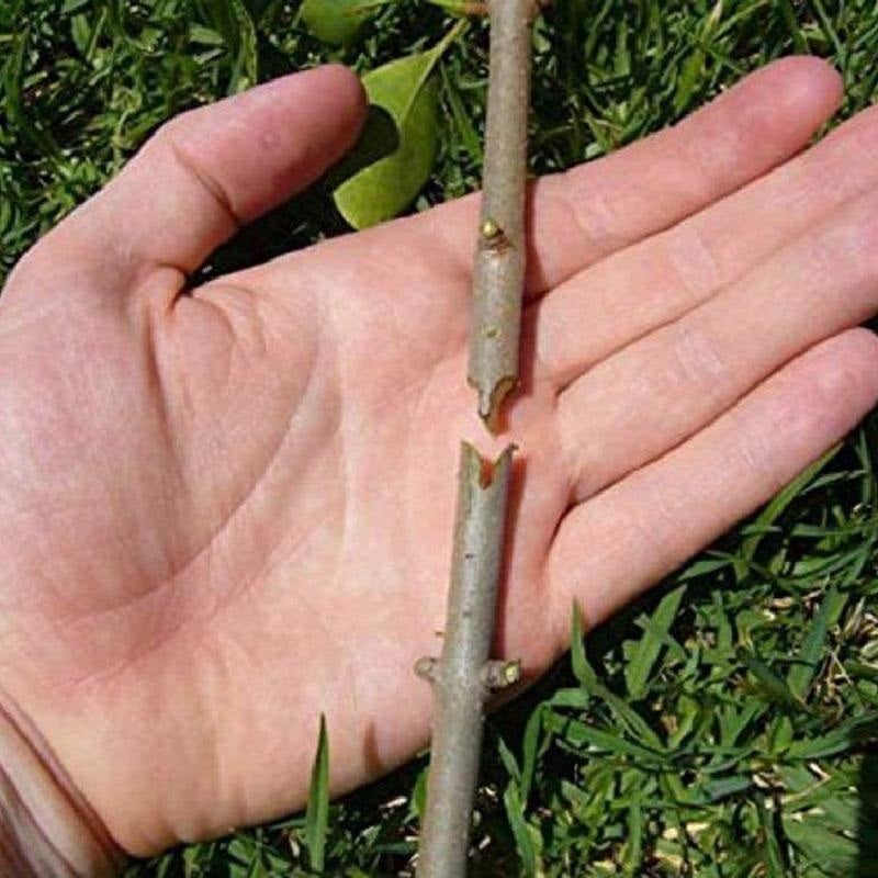 Spring Cleaning Big Sale-30% OFF-Professional Garden Grafting Tool