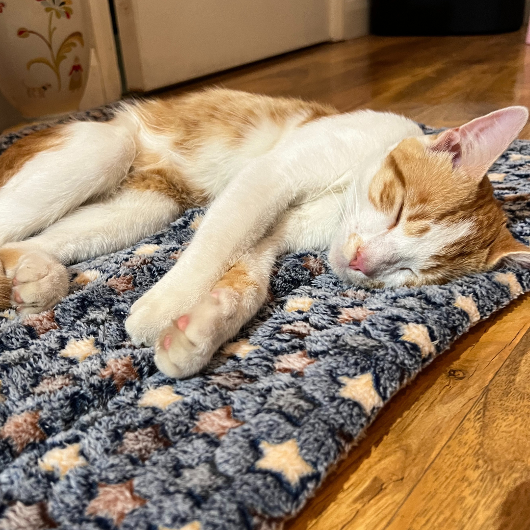 Cozy Calming Cat Blanket