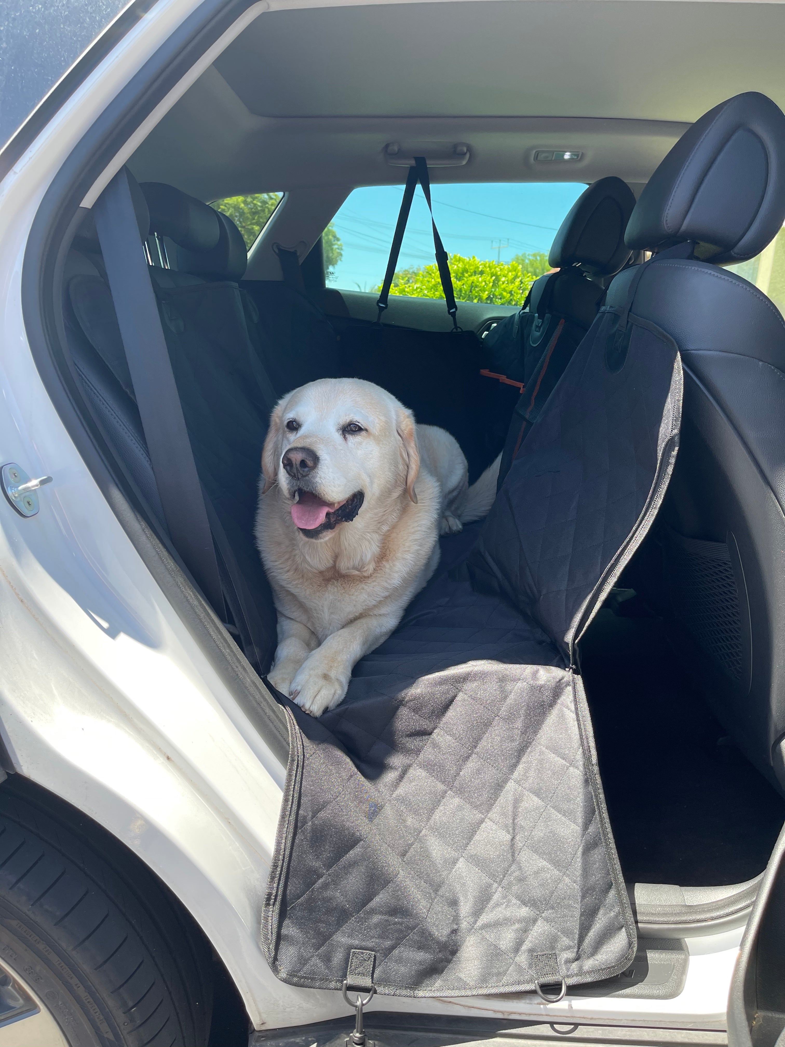 Dog Back Seat Cover + 2 Free Buckle Leashes + Carry Bag!