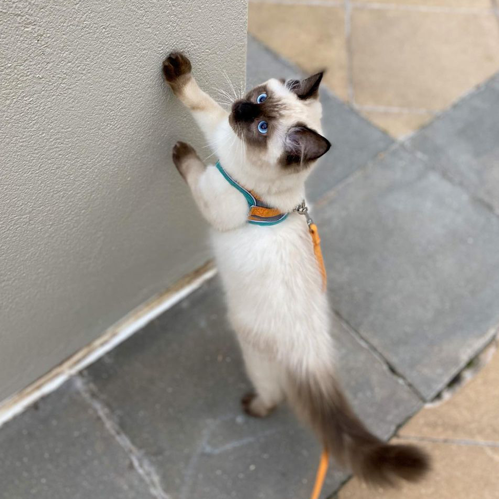 ExploraCat - Cat Harness