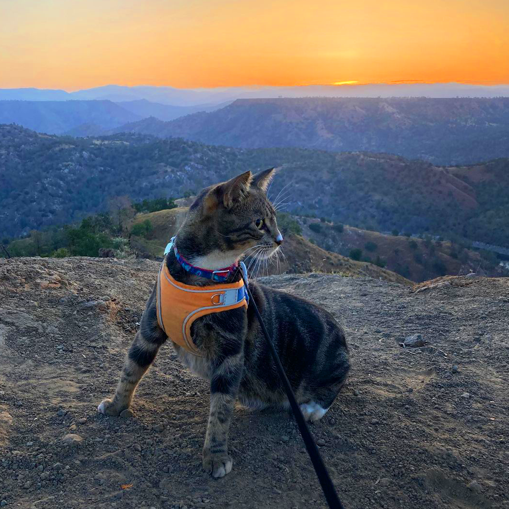 ExploraCat - Cat Harness