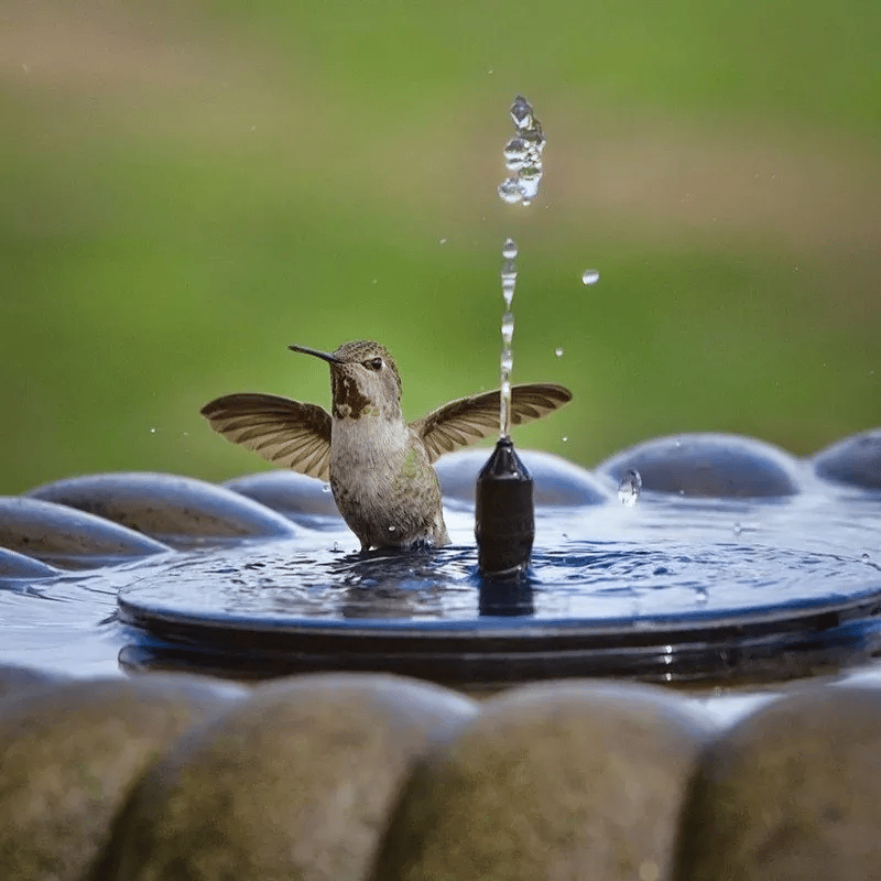 Last Day 75% OFF - Solar-Powered Bird Fountain Kit