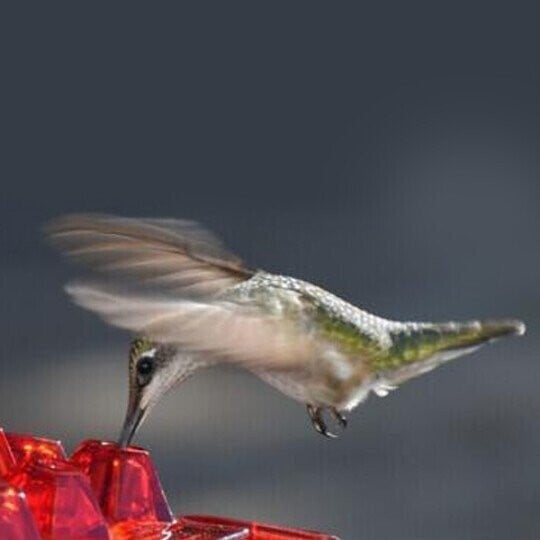 Lowest Price - Mary's Sweety Hummingbird Feeder With Perch And Built-in Ant Moat