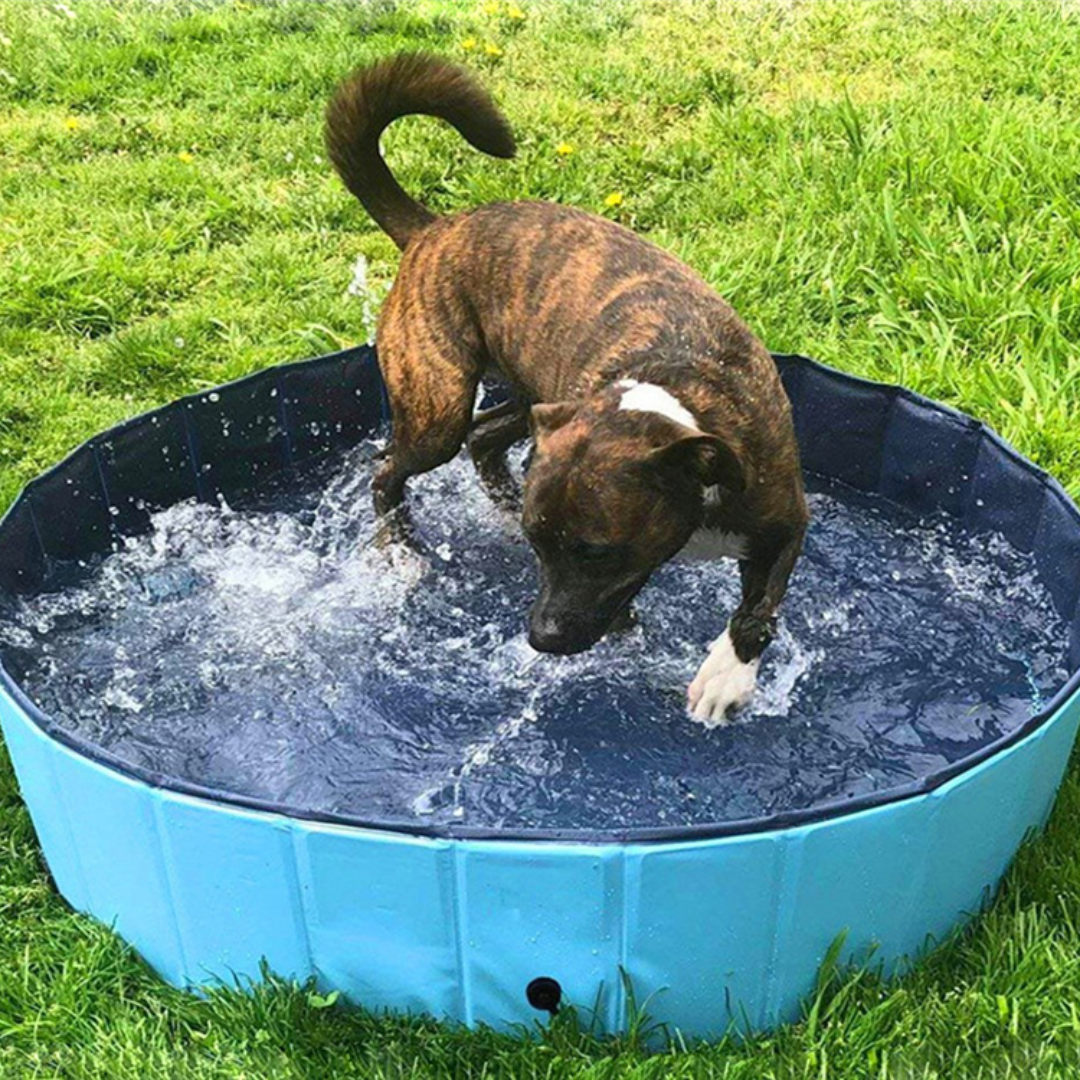 NEW Pop-Up Foldable Outdoor Dog Bath & Swimming Pool With Tear-Proof Lining & Side Drain