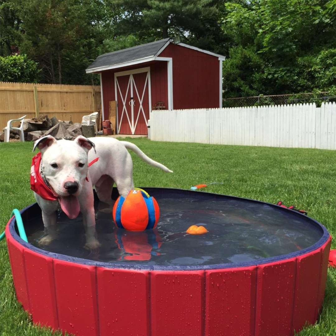 NEW Pop-Up Foldable Outdoor Dog Bath & Swimming Pool With Tear-Proof Lining & Side Drain