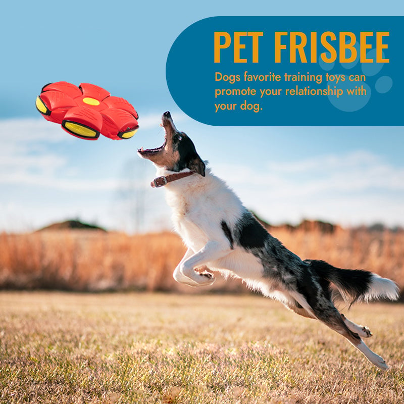 Pet Toy Flying Saucer Ball - Buy 2 Get Extra 10% OFF