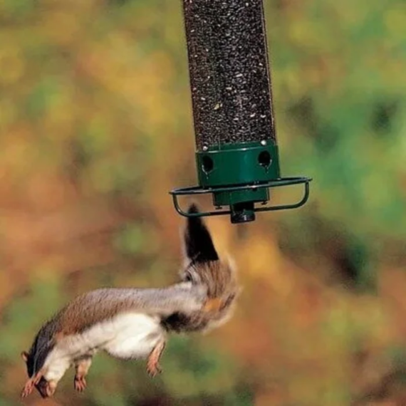 timbelly Squirrel-Proof Bird Feeder