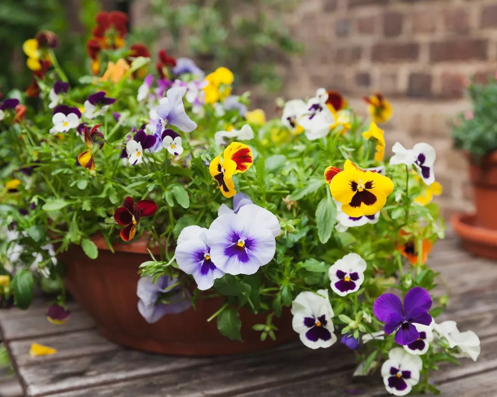 Driftdippe Last Day 70% OFF-Outdoor Artificial Pansy Flowers