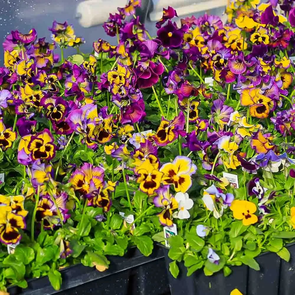 Driftdippe Last Day 70% OFF-Outdoor Artificial Pansy Flowers