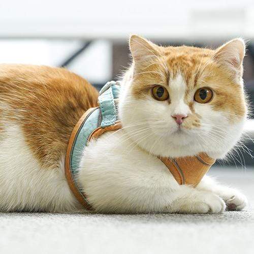 turf milky - Luminous Cat Vest Harness and Leash Set