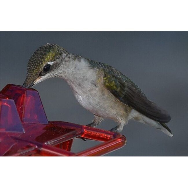 (Last Day Promotion-save 50% Off) Mary's Hummingbird Feeder With Perch and Built-in Ant Moat