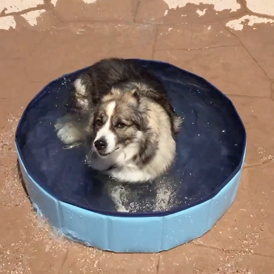 Portable Paw Pool