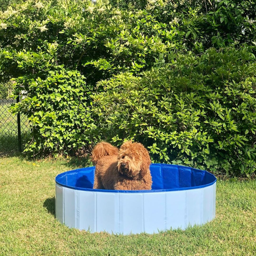 Portable Paw Pool