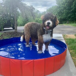 Portable Paw Pool