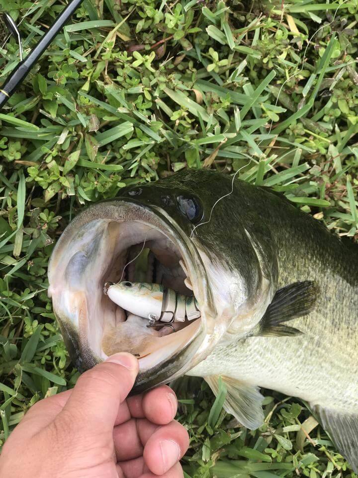 SpireBuzz - Lifelike Swimbait