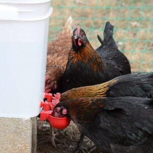 Automatic Chicken Water Cup Bird Coop