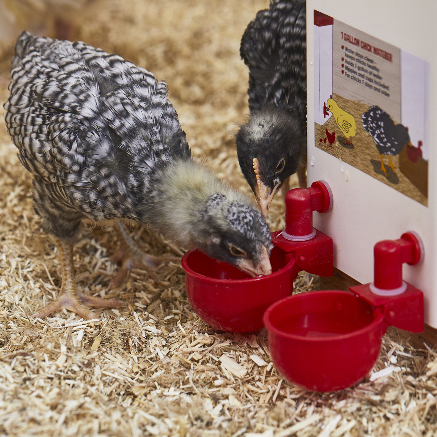 Automatic Chicken Water Cup Bird Coop