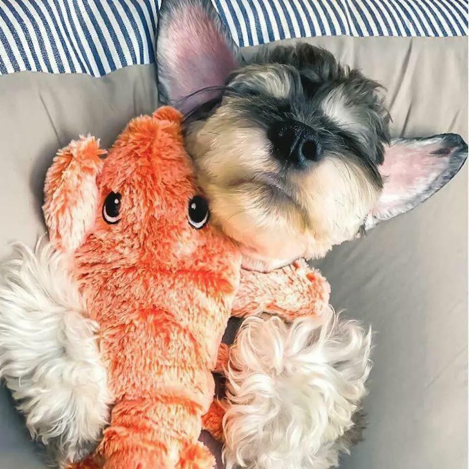 Floppy Lobster interactive dog toy