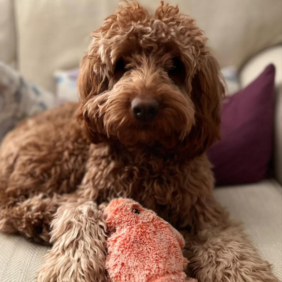 Floppy Lobster interactive dog toy